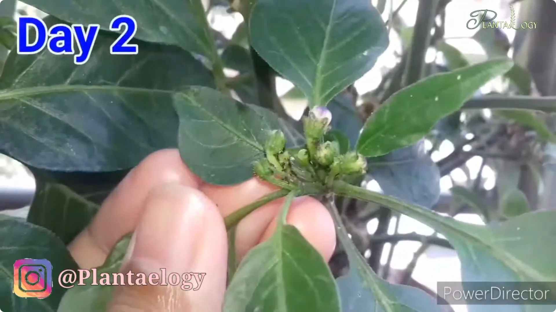 Effective Weekly Control for Mealybugs, Aphids & Whiteflies screenshot 1