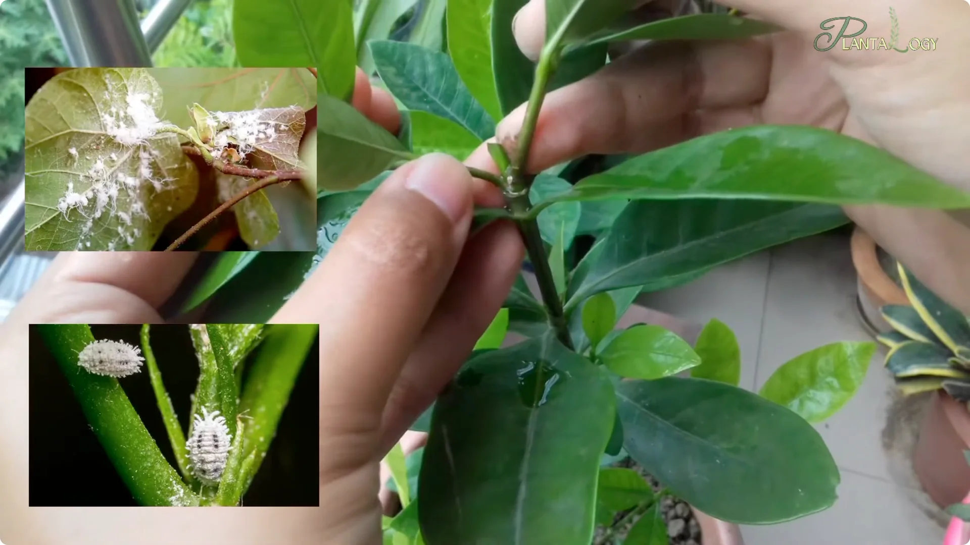 Effective Weekly Control for Mealybugs, Aphids & Whiteflies screenshot 2