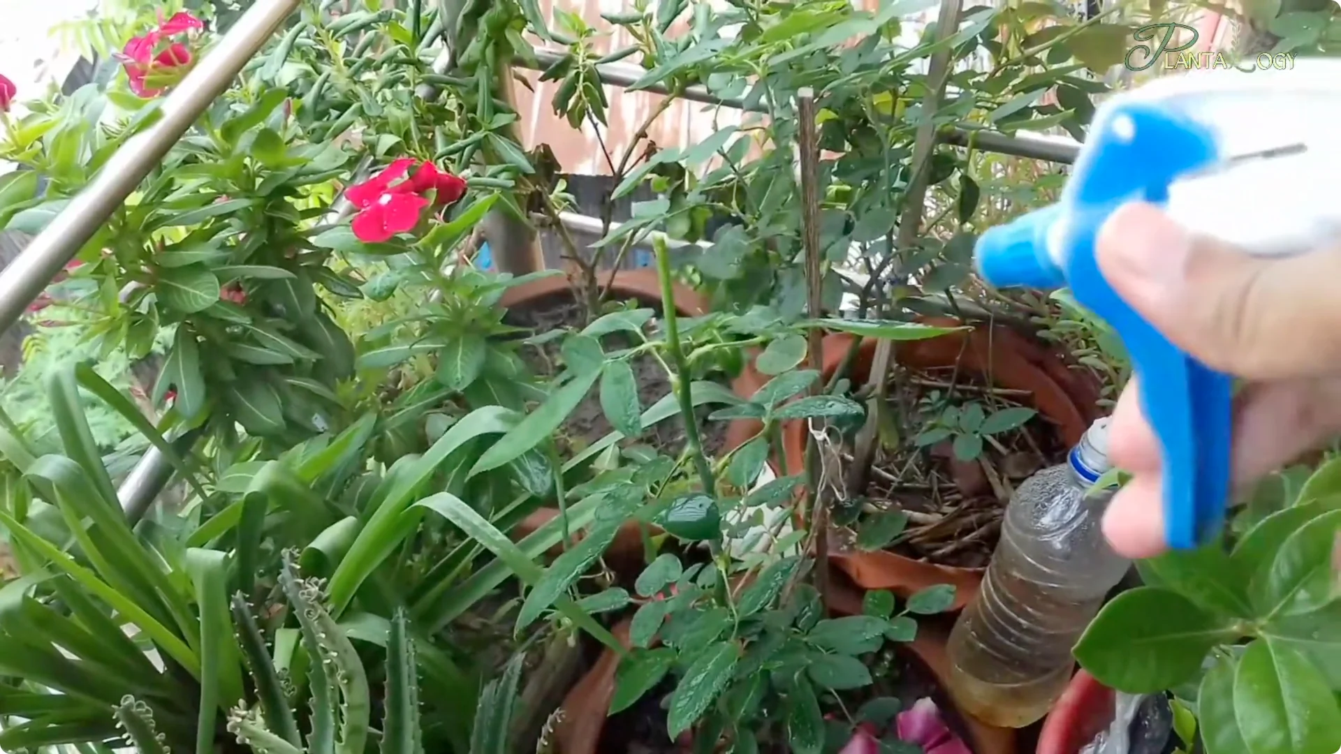 Effective Weekly Control for Mealybugs, Aphids & Whiteflies screenshot 4