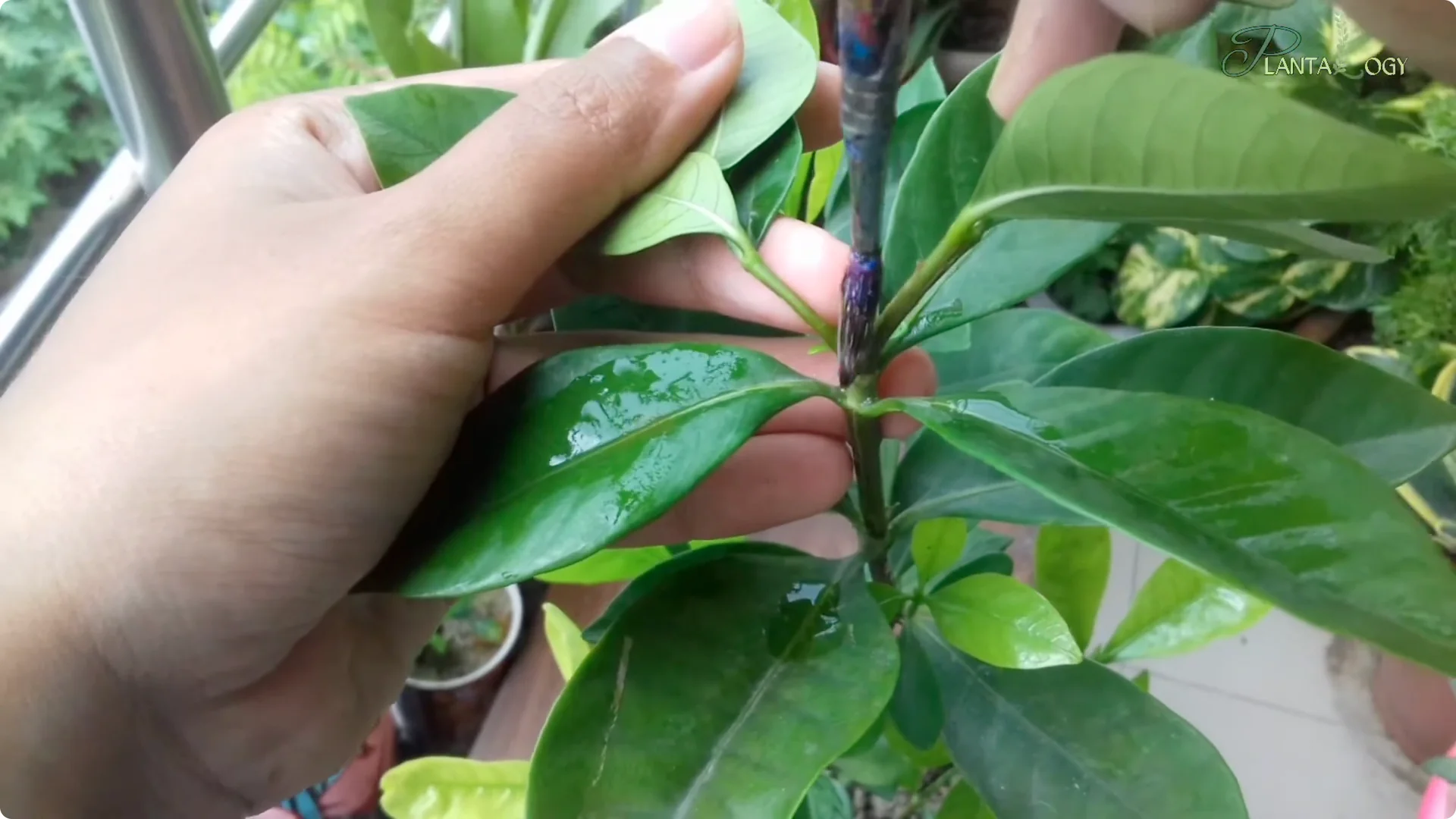 Effective Weekly Control for Mealybugs, Aphids & Whiteflies screenshot 5