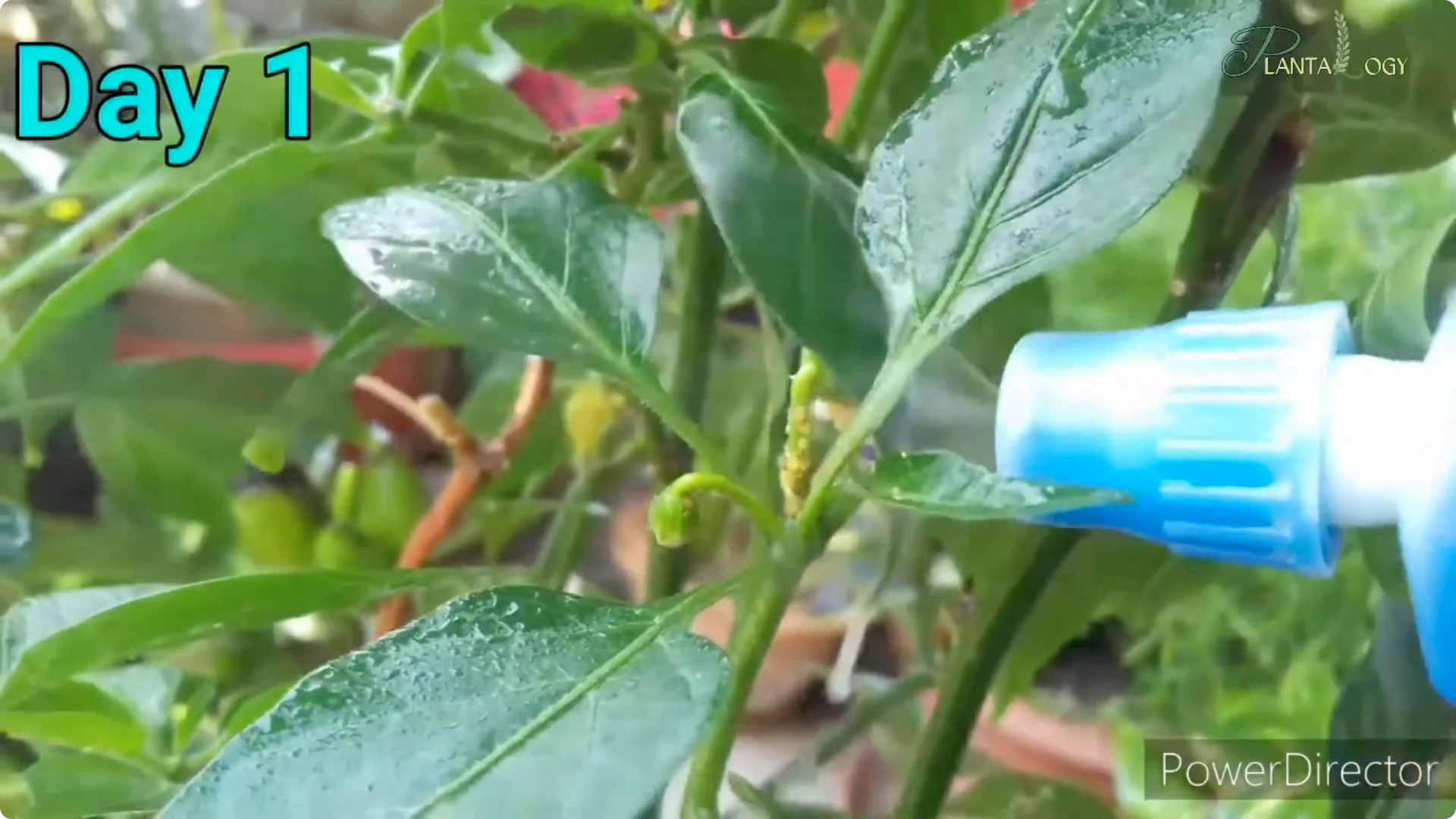 Effective Weekly Control for Mealybugs, Aphids & Whiteflies screenshot 7