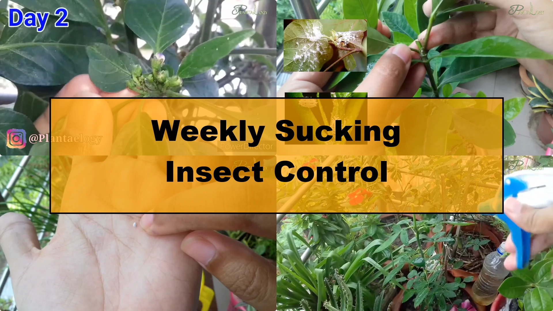 Effective Weekly Control for Mealybugs, Aphids & Whiteflies - Featured Image