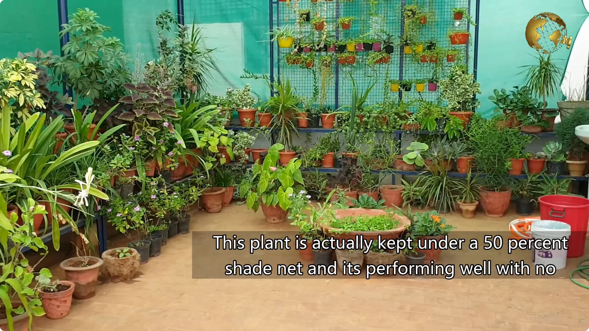 Essential Anthurium Care Tips for Vibrant Indoor Blooms screenshot 1