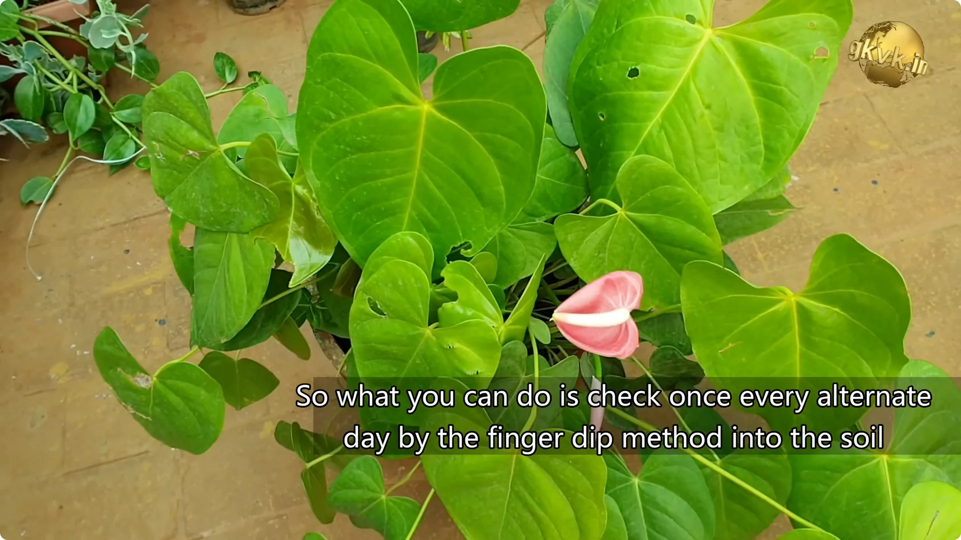 Essential Anthurium Care Tips for Vibrant Indoor Blooms screenshot 2