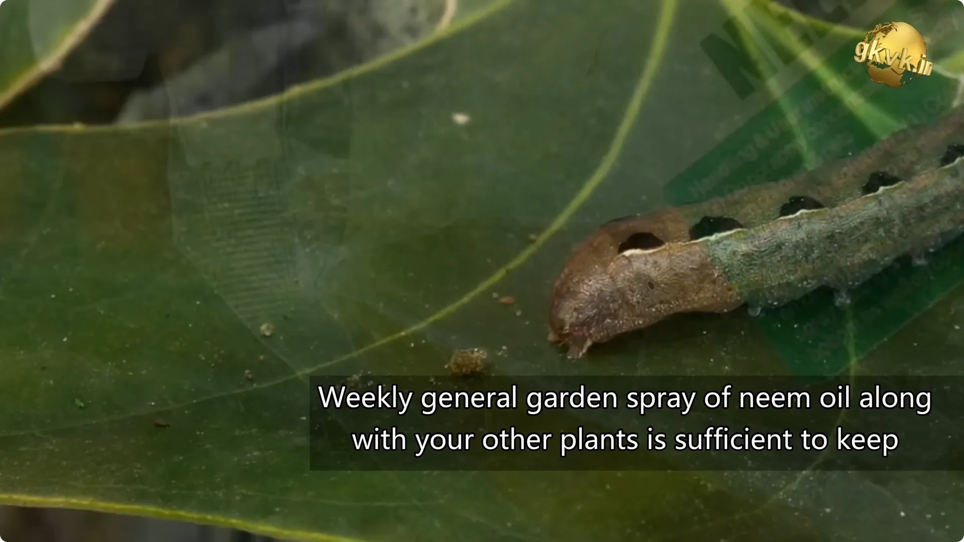 Essential Anthurium Care Tips for Vibrant Indoor Blooms screenshot 5