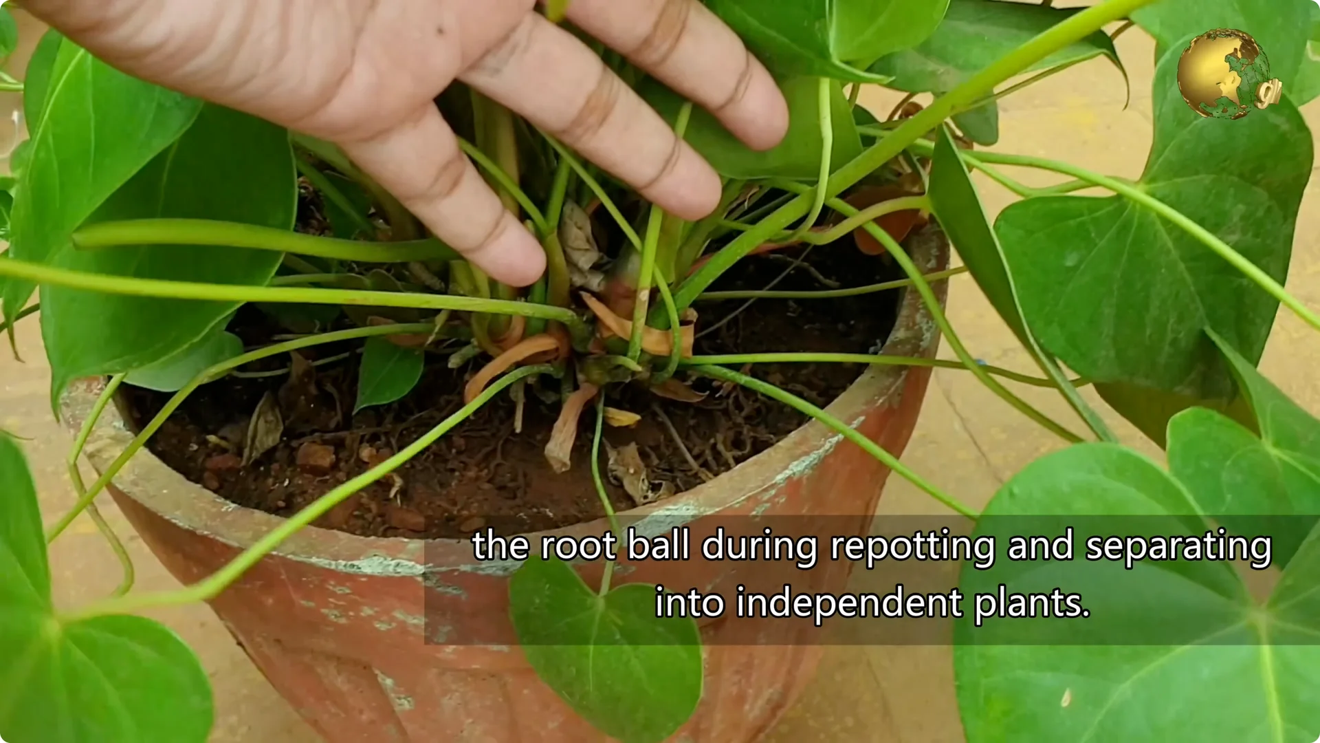 Essential Anthurium Care Tips for Vibrant Indoor Blooms screenshot 6