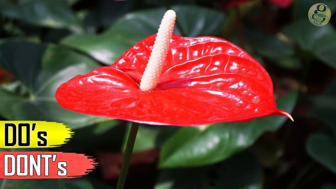 Essential Anthurium Care Tips for Vibrant Indoor Blooms - Featured Image