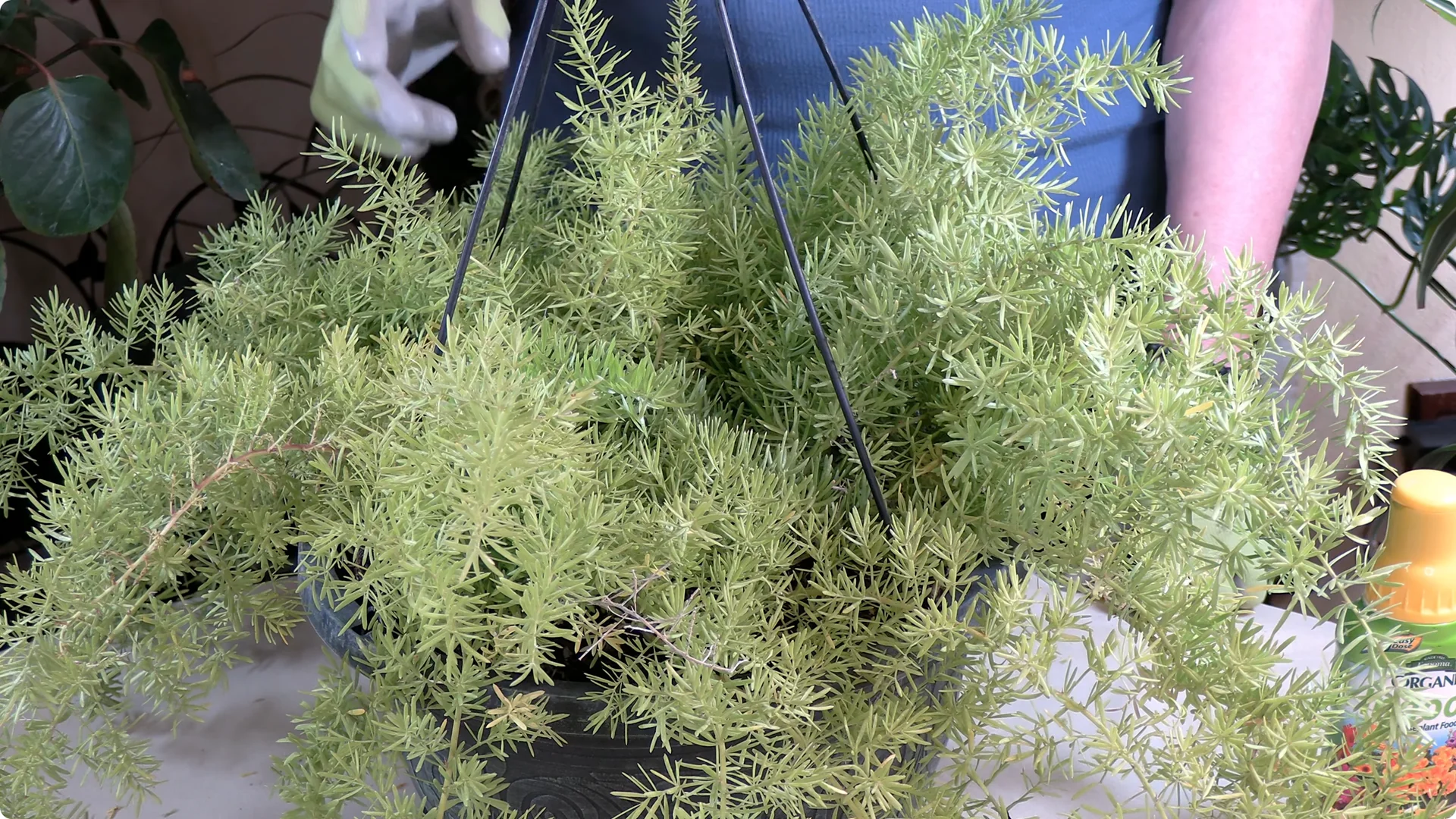 Essential Asparagus Fern Care Tips You Need to Know screenshot 1