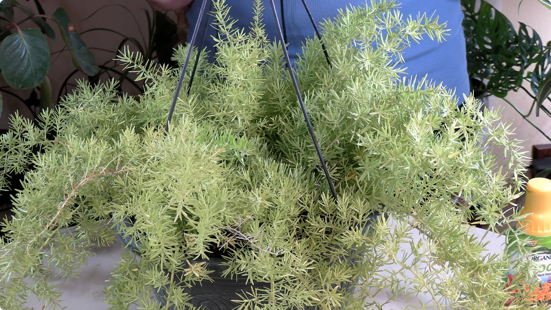 Essential Asparagus Fern Care Tips You Need to Know screenshot 10