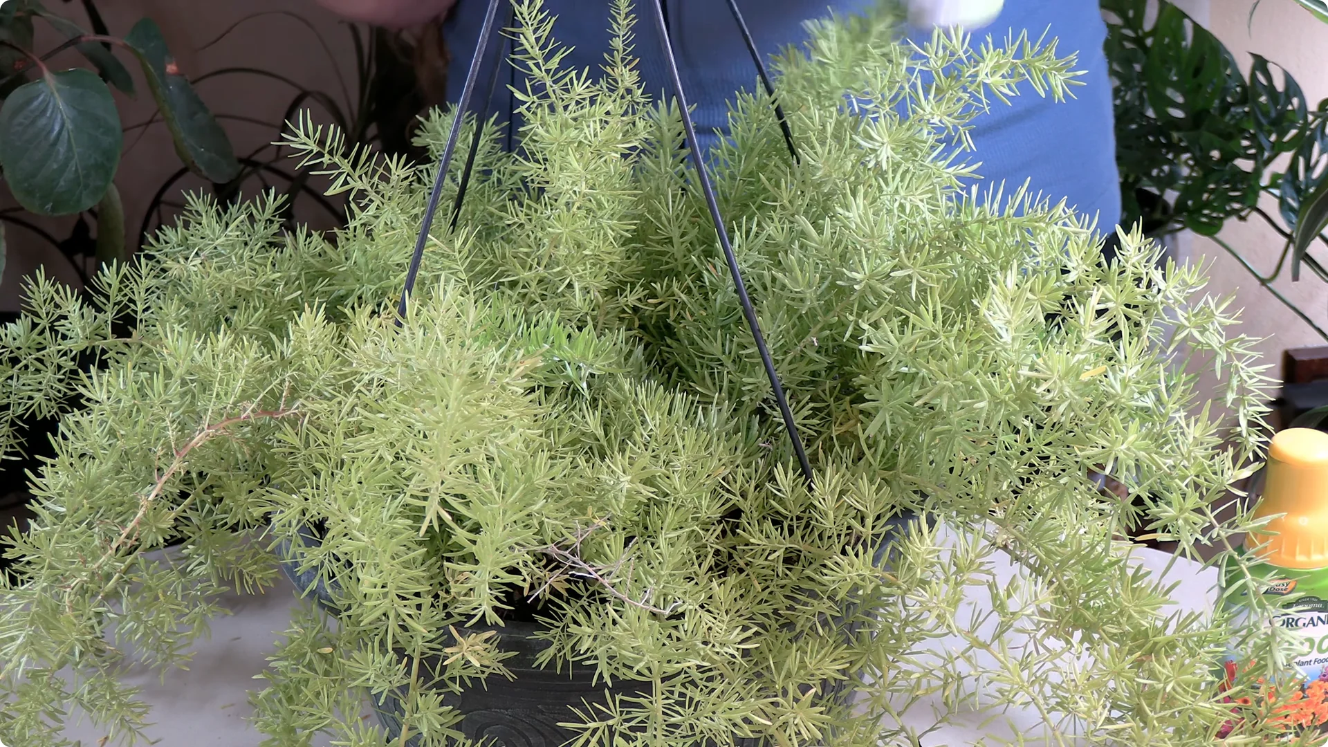 Essential Asparagus Fern Care Tips You Need to Know screenshot 11