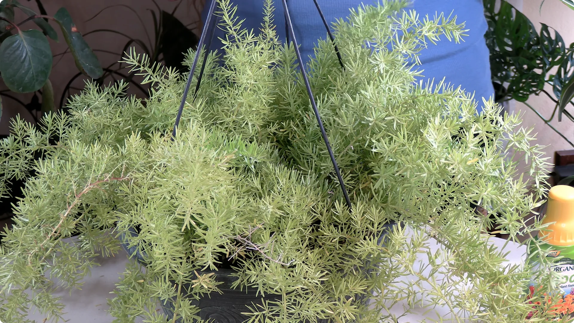 Essential Asparagus Fern Care Tips You Need to Know screenshot 12