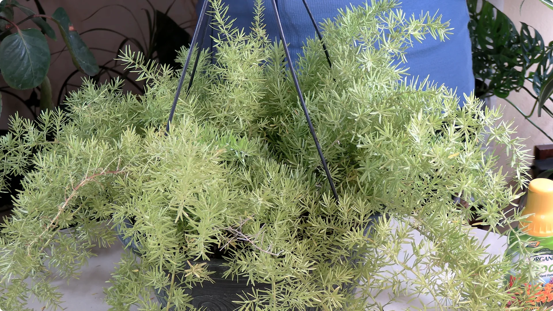 Essential Asparagus Fern Care Tips You Need to Know screenshot 13