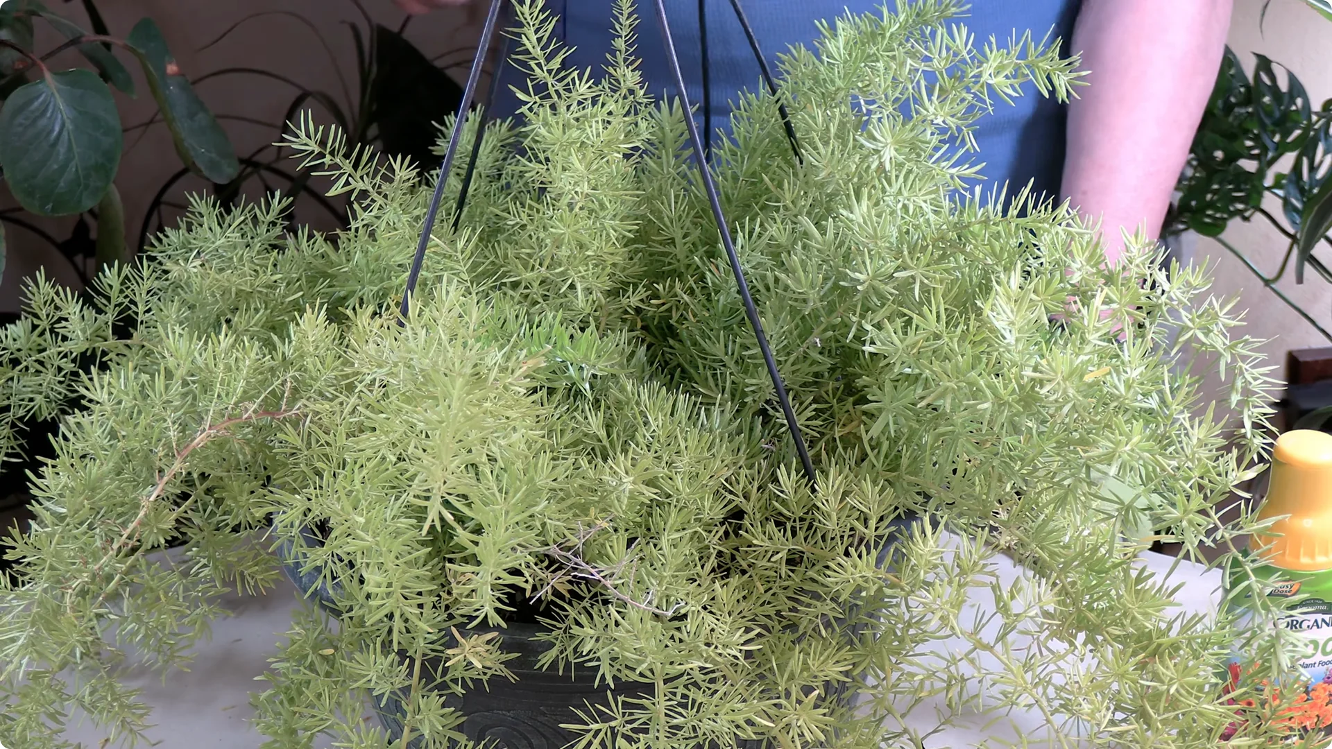 Essential Asparagus Fern Care Tips You Need to Know screenshot 2