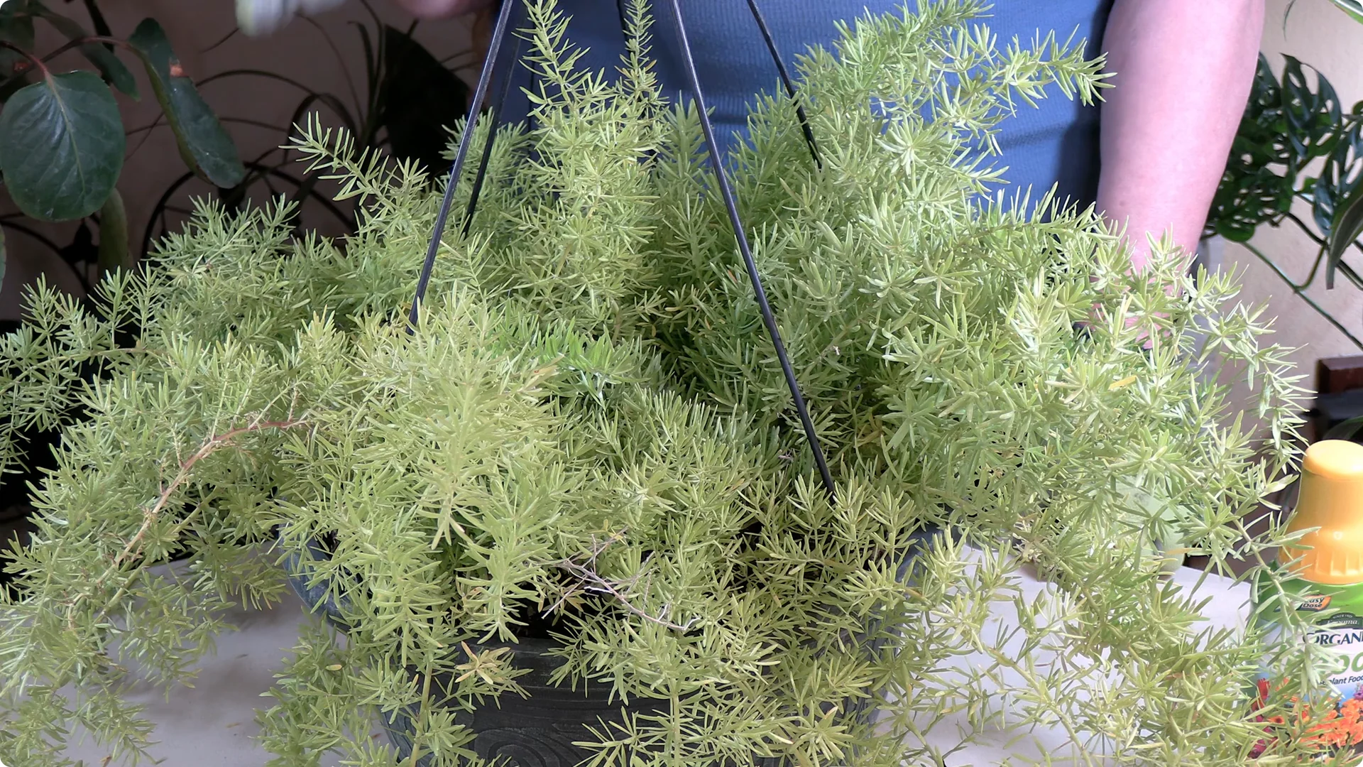 Essential Asparagus Fern Care Tips You Need to Know screenshot 3