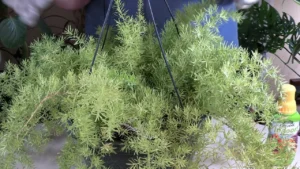 Essential Asparagus Fern Care Tips You Need to Know - Featured Image