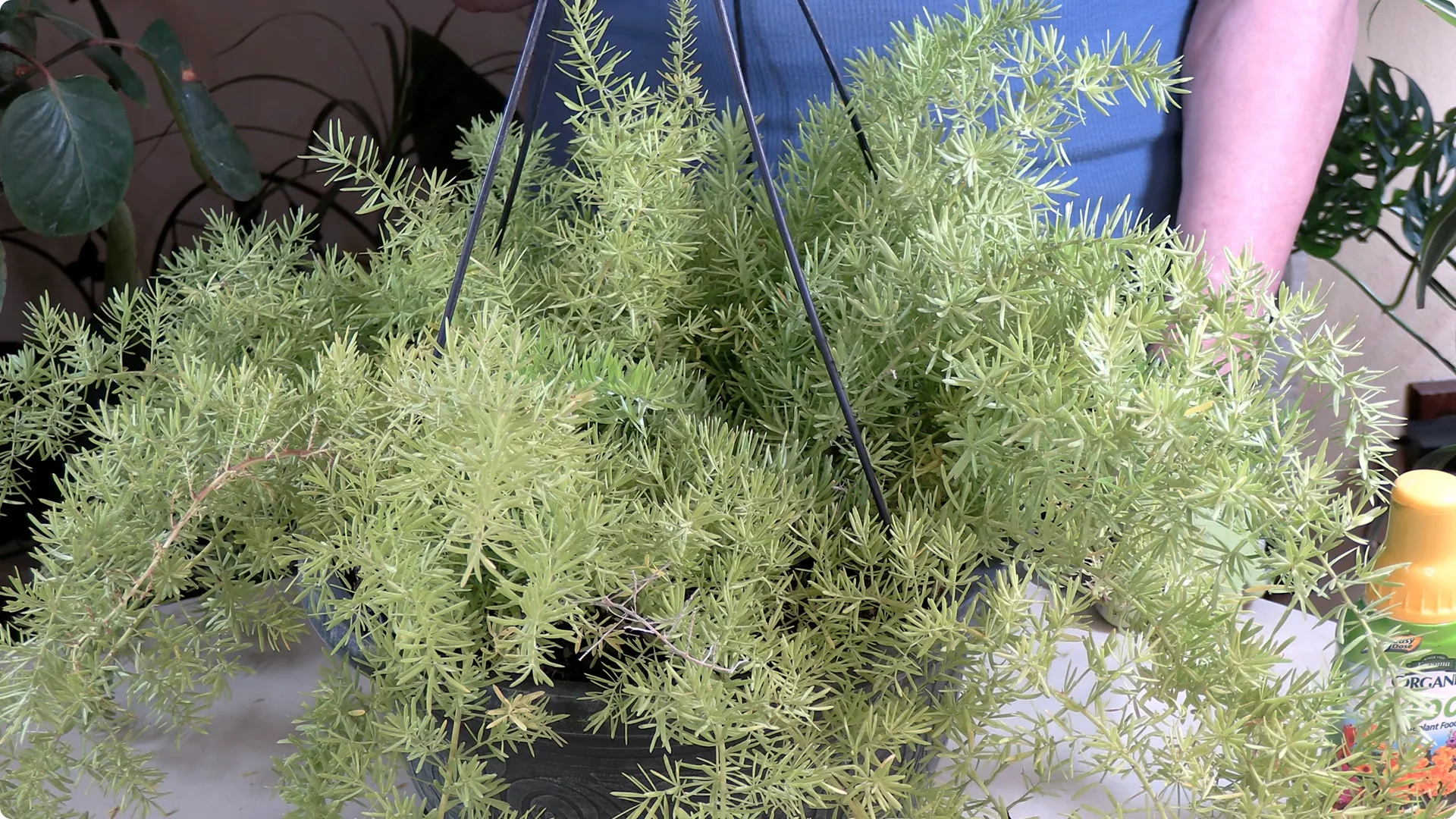 Essential Asparagus Fern Care Tips You Need to Know screenshot 4