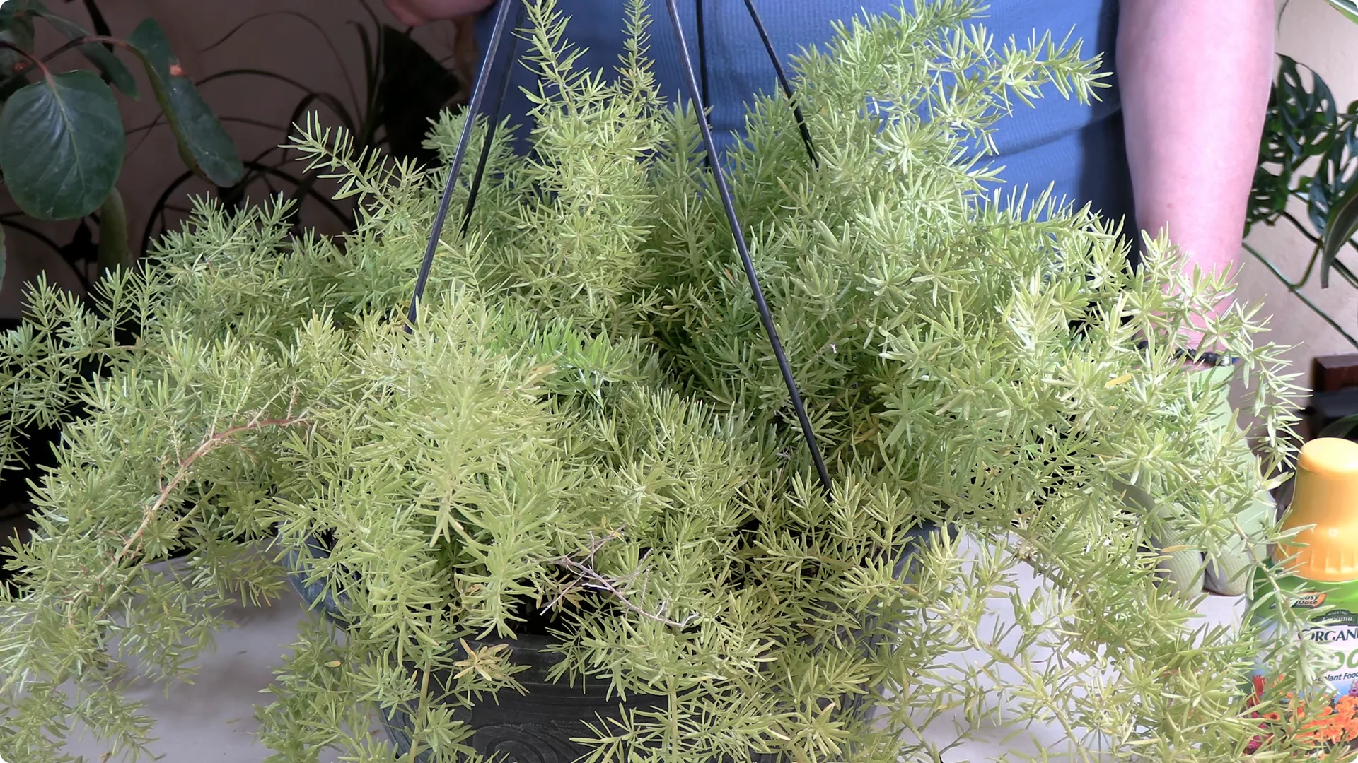 Essential Asparagus Fern Care Tips You Need to Know screenshot 6