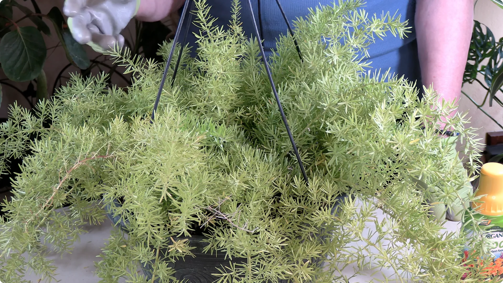 Essential Asparagus Fern Care Tips You Need to Know screenshot 7