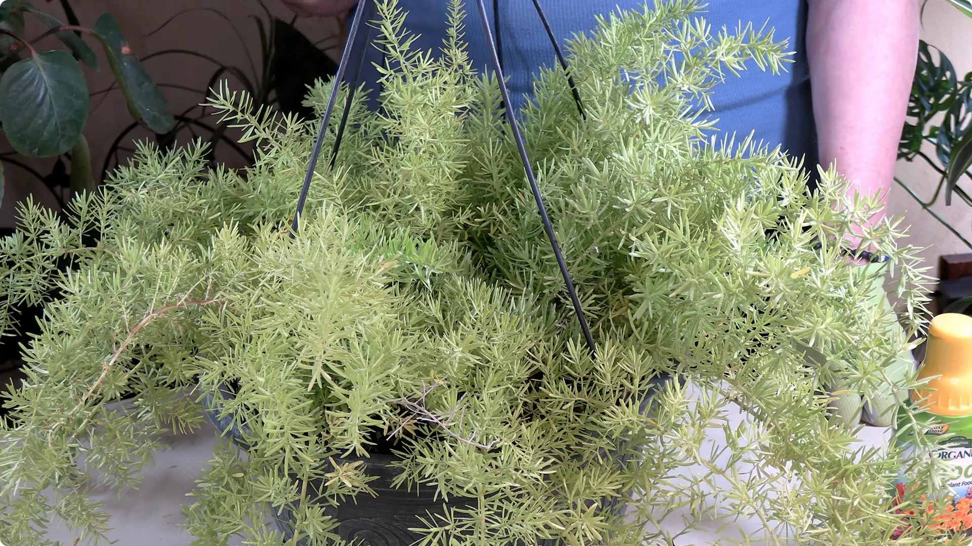 Essential Asparagus Fern Care Tips You Need to Know screenshot 8