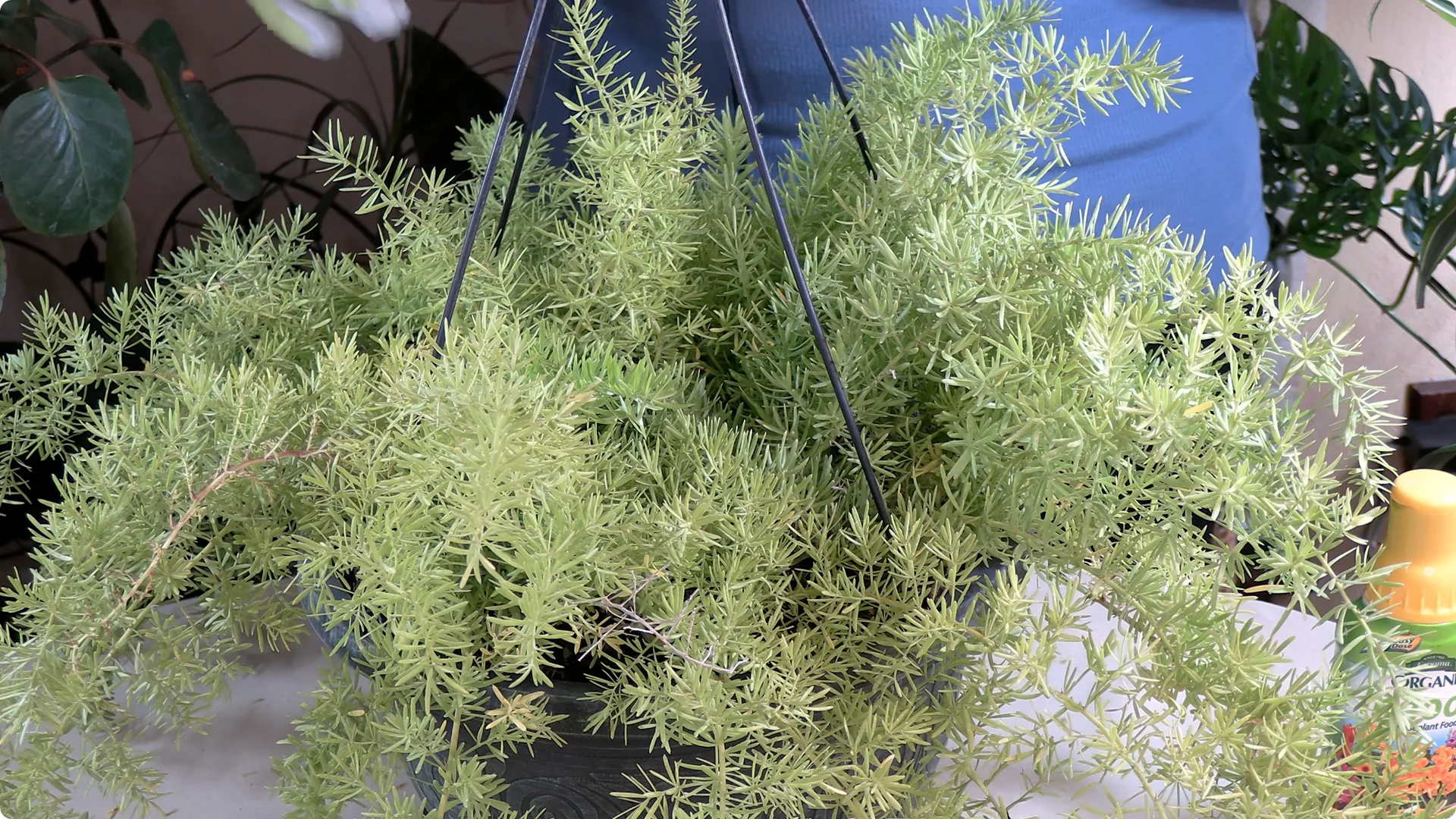Essential Asparagus Fern Care Tips You Need to Know screenshot 9