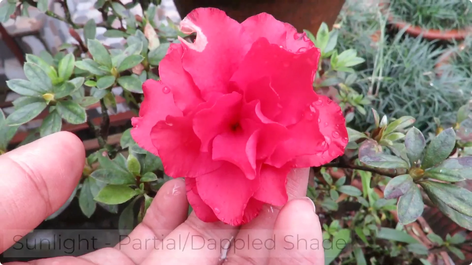 Essential Tips for Growing and Caring for Azalea Plants screenshot 1
