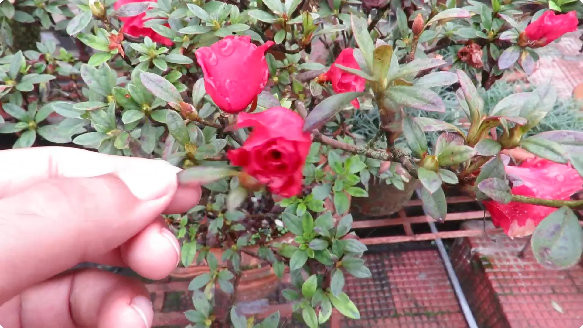 Essential Tips for Growing and Caring for Azalea Plants screenshot 10