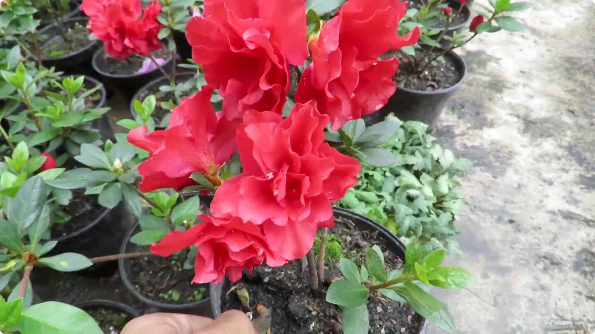 Essential Tips for Growing and Caring for Azalea Plants screenshot 2