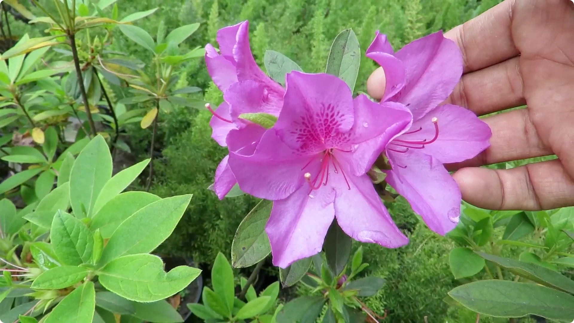 Essential Tips for Growing and Caring for Azalea Plants screenshot 3
