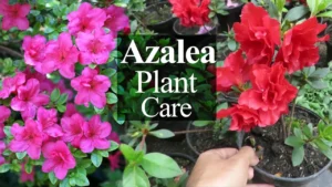 Essential Tips for Growing and Caring for Azalea Plants - Featured Image