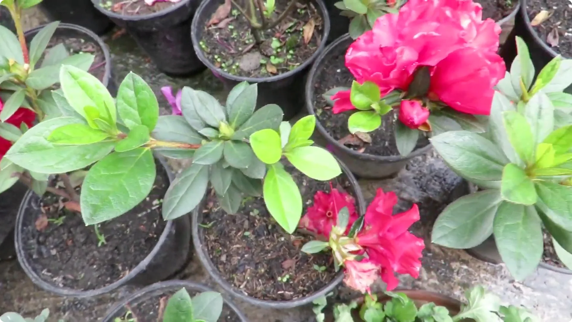 Essential Tips for Growing and Caring for Azalea Plants screenshot 4