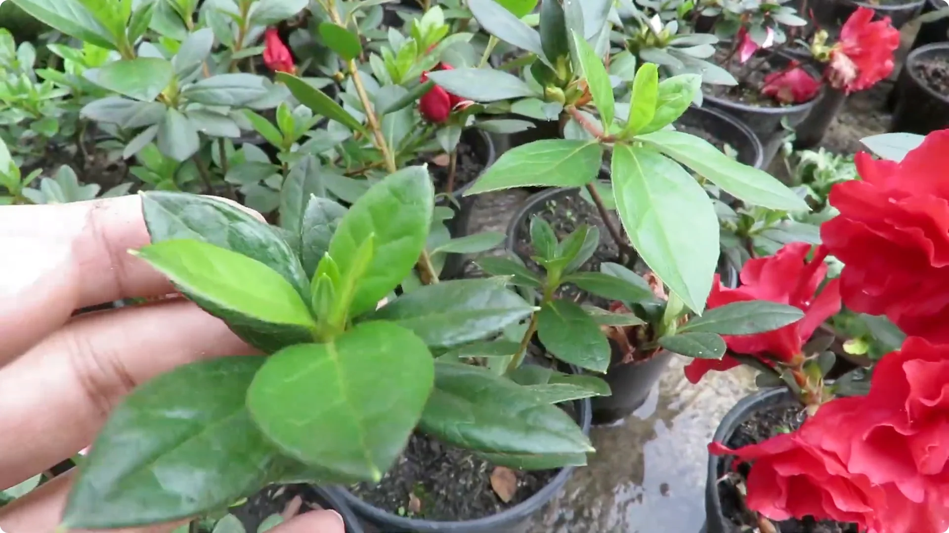 Essential Tips for Growing and Caring for Azalea Plants screenshot 5