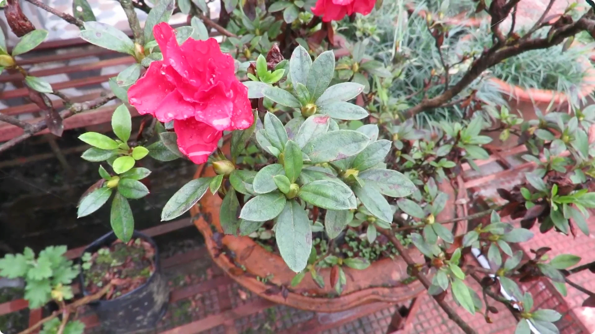 Essential Tips for Growing and Caring for Azalea Plants screenshot 6