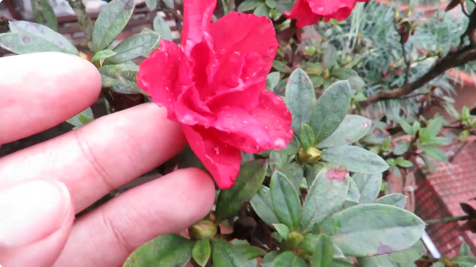 Essential Tips for Growing and Caring for Azalea Plants screenshot 7