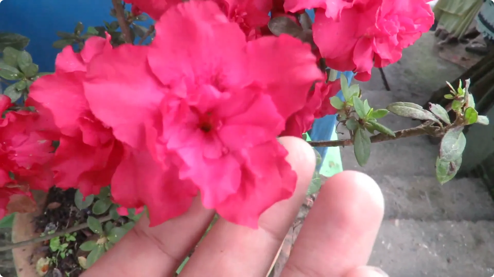 Essential Tips for Growing and Caring for Azalea Plants screenshot 8