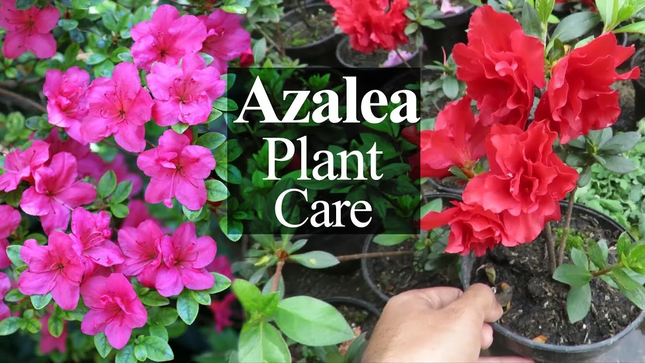 Essential Tips for Growing and Caring for Azalea Plants - Featured Image