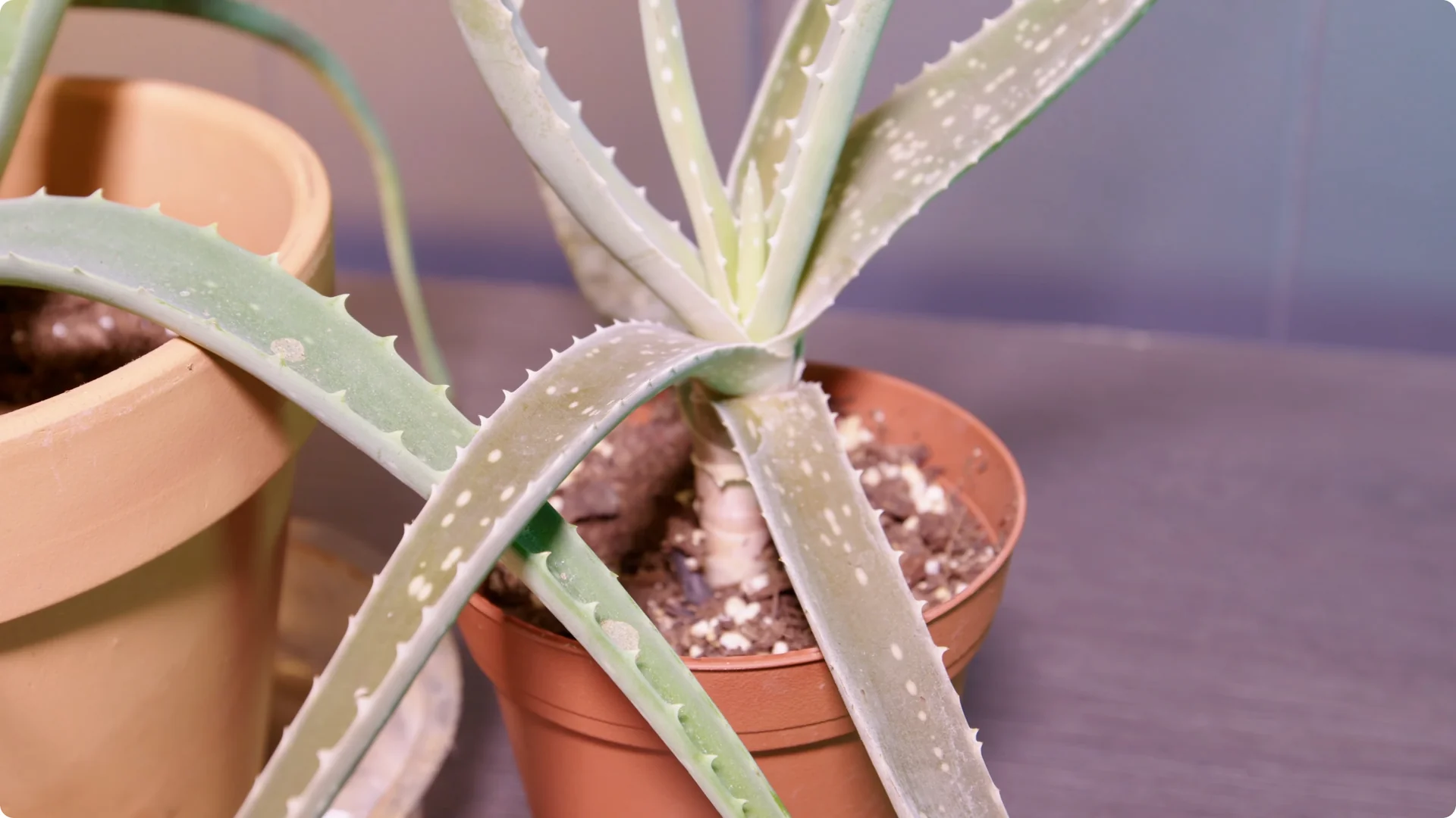 Essential Tips for Perfect Aloe Vera Plant Care screenshot 1