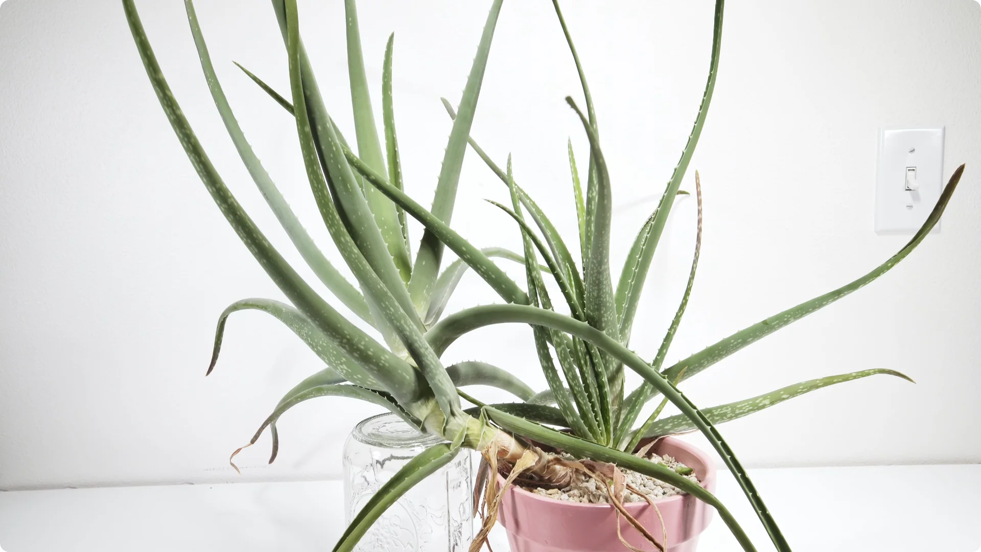 Essential Tips for Perfect Aloe Vera Plant Care screenshot 10