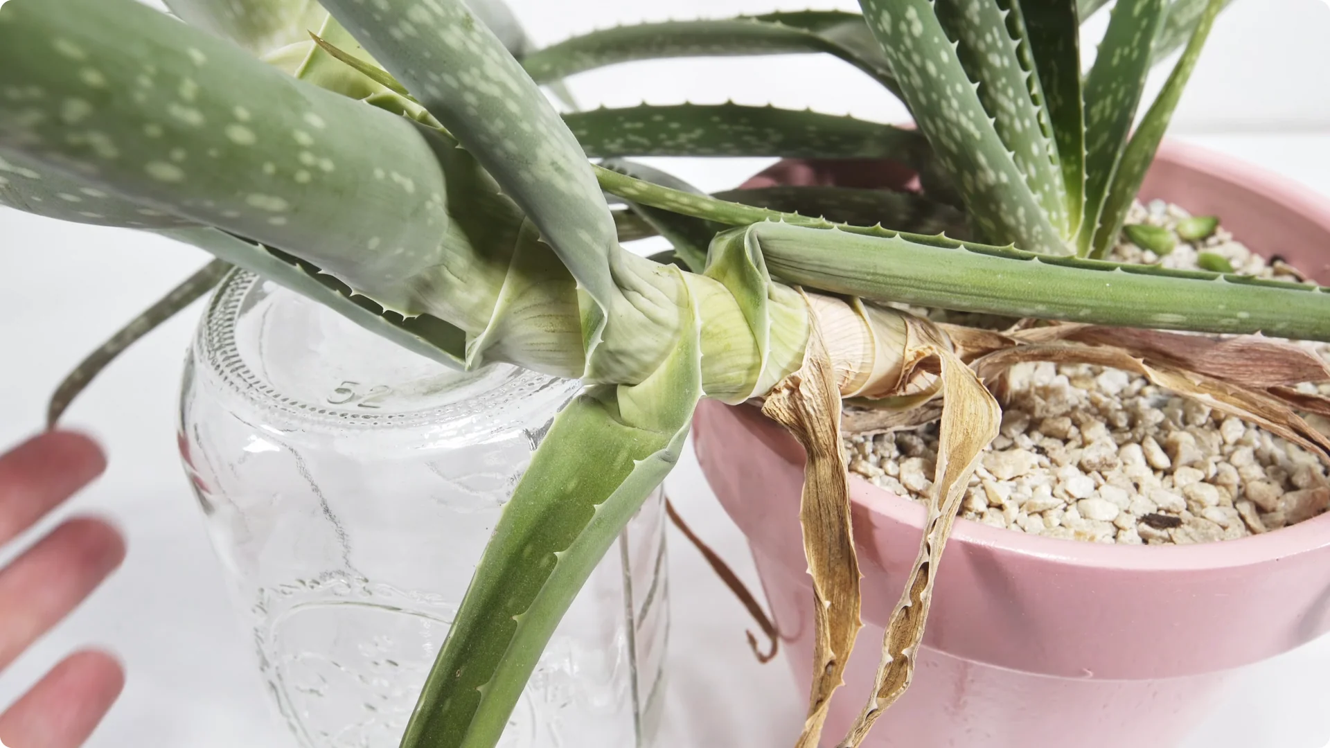 Essential Tips for Perfect Aloe Vera Plant Care screenshot 11