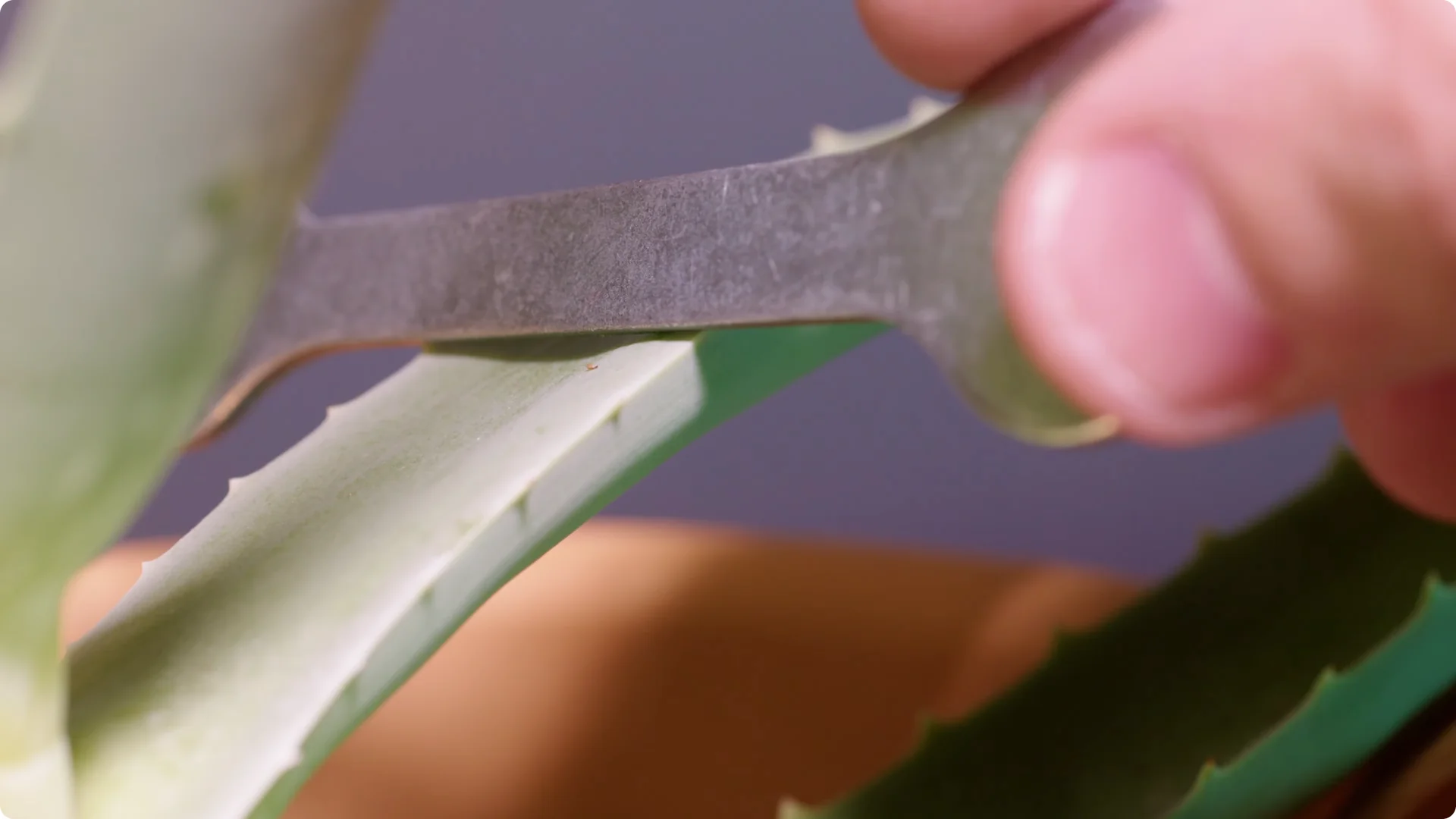 Essential Tips for Perfect Aloe Vera Plant Care screenshot 2