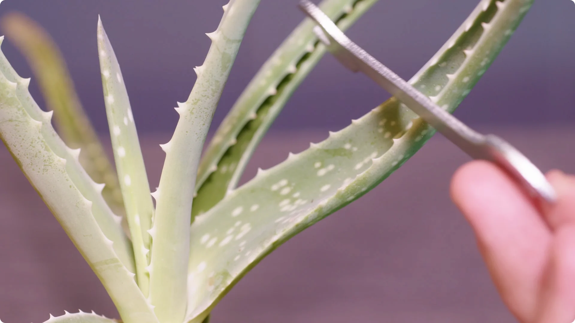 Essential Tips for Perfect Aloe Vera Plant Care screenshot 3