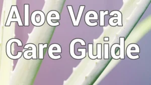 Essential Tips for Perfect Aloe Vera Plant Care - Featured Image