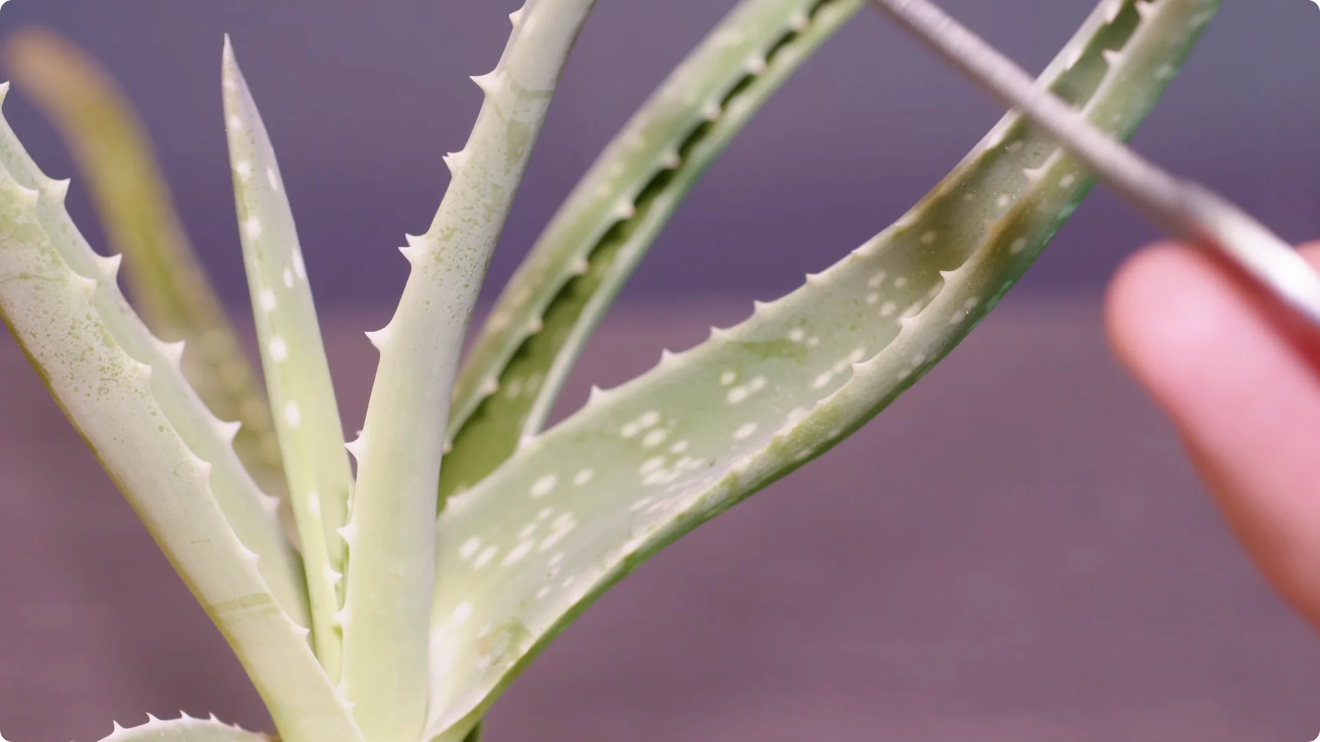 Essential Tips for Perfect Aloe Vera Plant Care screenshot 4