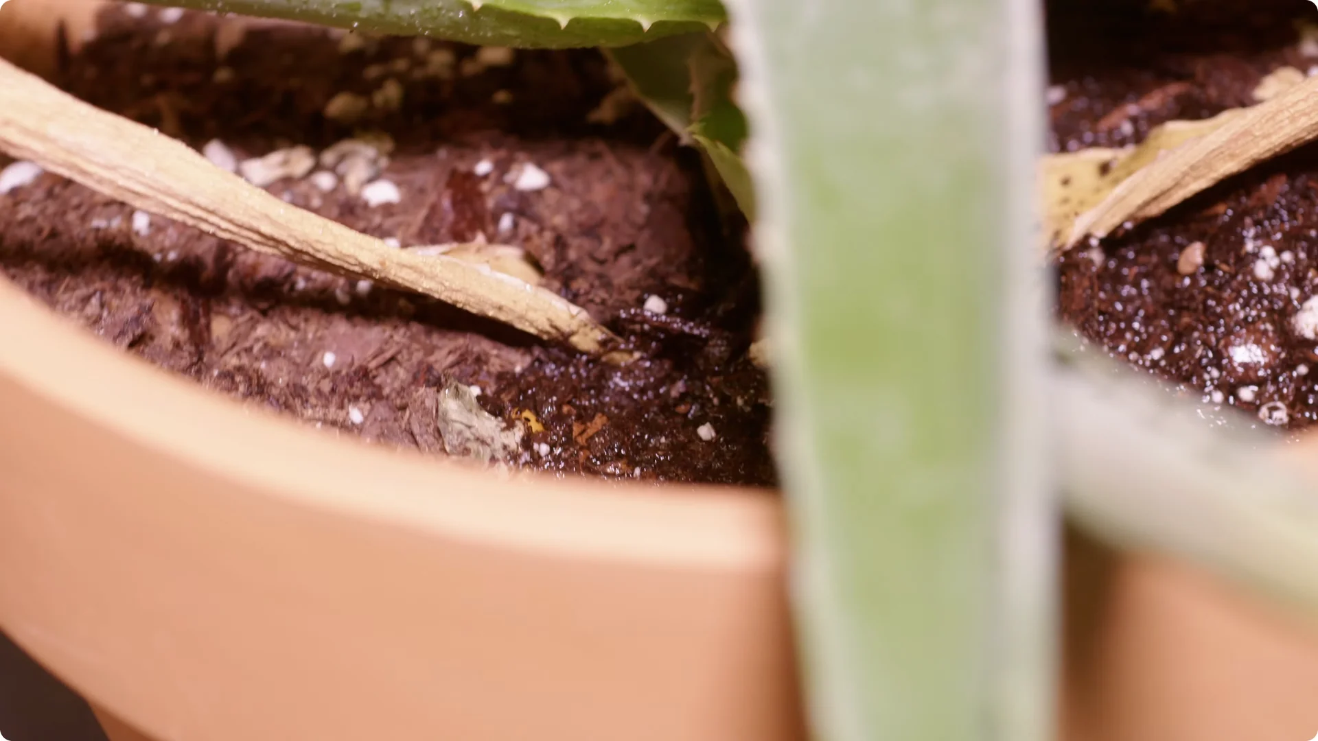 Essential Tips for Perfect Aloe Vera Plant Care screenshot 6