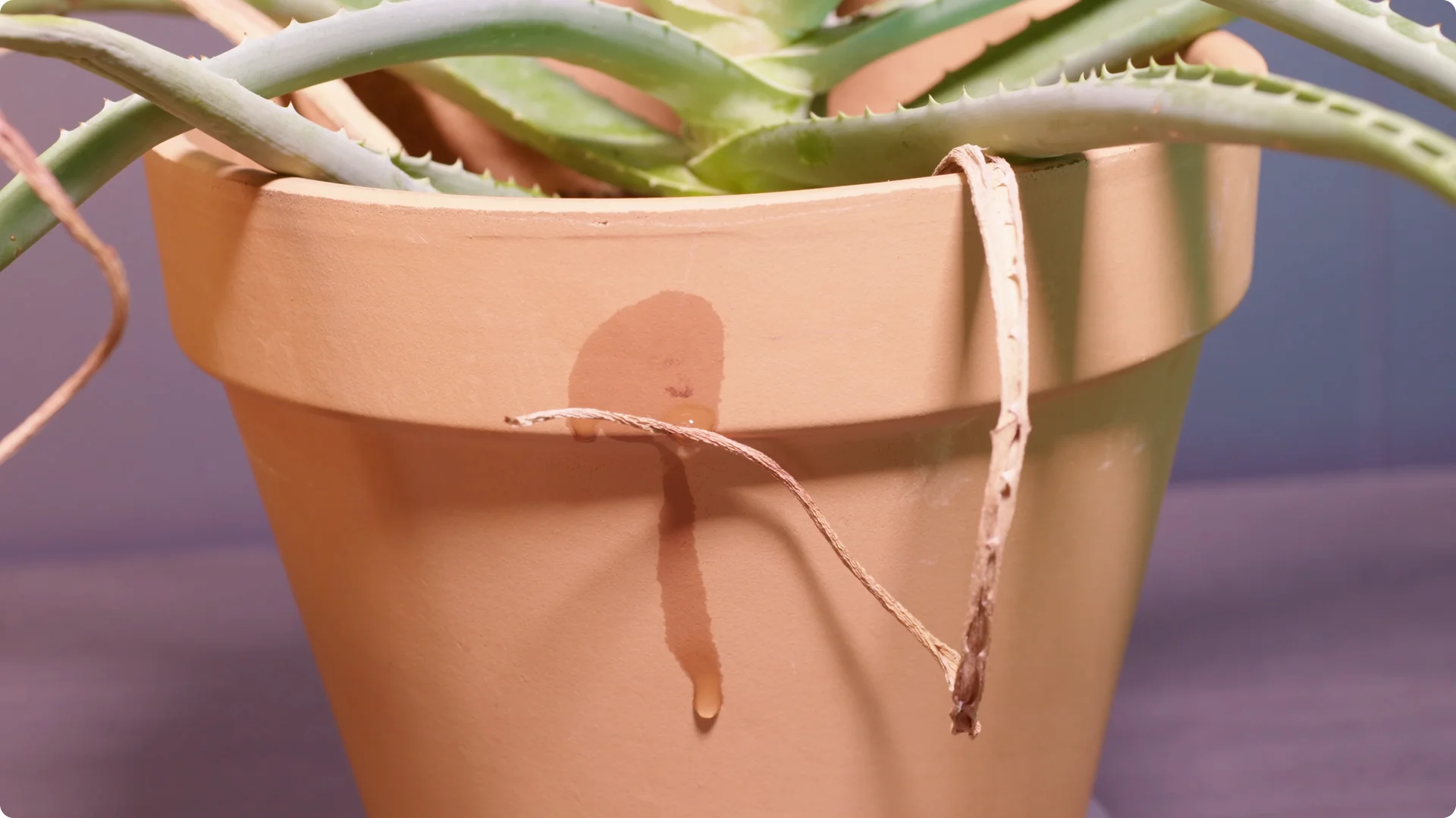 Essential Tips for Perfect Aloe Vera Plant Care screenshot 7