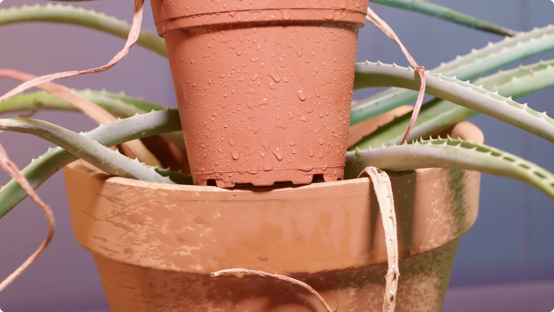 Essential Tips for Perfect Aloe Vera Plant Care screenshot 8