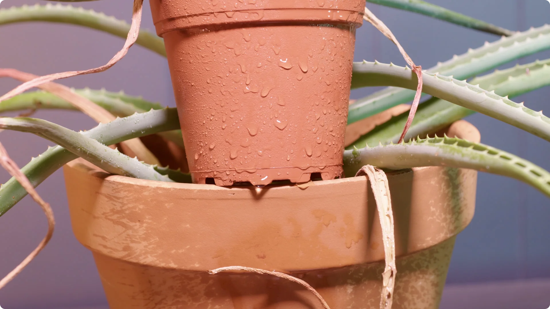 Essential Tips for Perfect Aloe Vera Plant Care screenshot 9