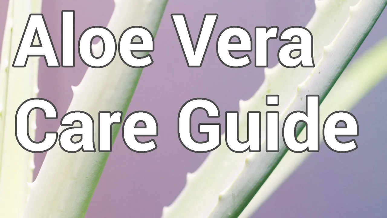 Essential Tips for Perfect Aloe Vera Plant Care - Featured Image
