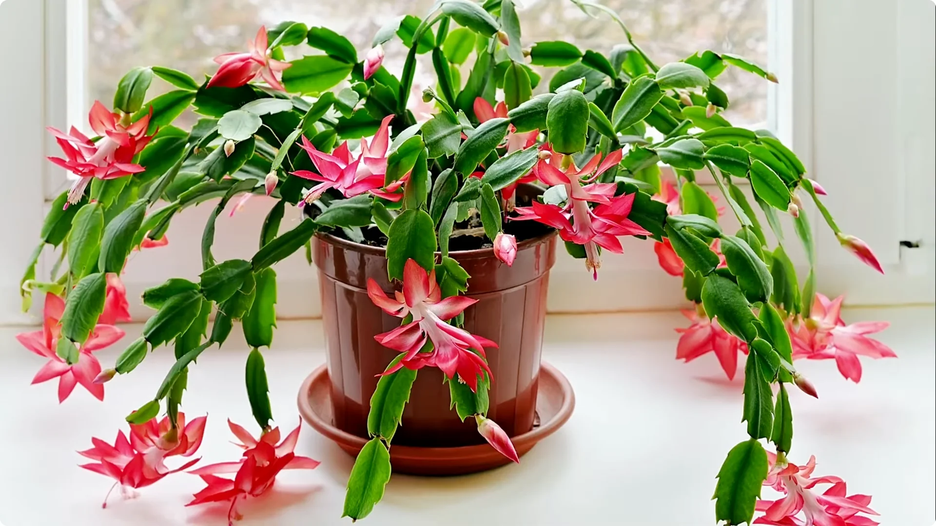 Holiday Cactus Care: Tips to Keep Your Plants Thriving screenshot 1