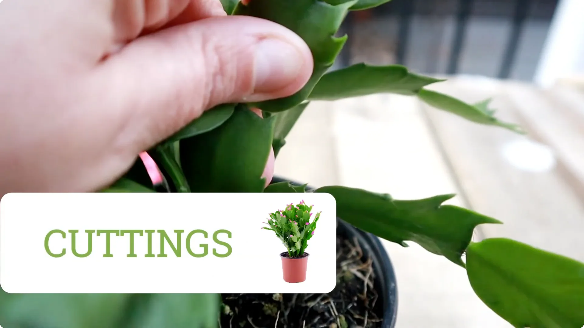 Holiday Cactus Care: Tips to Keep Your Plants Thriving screenshot 10