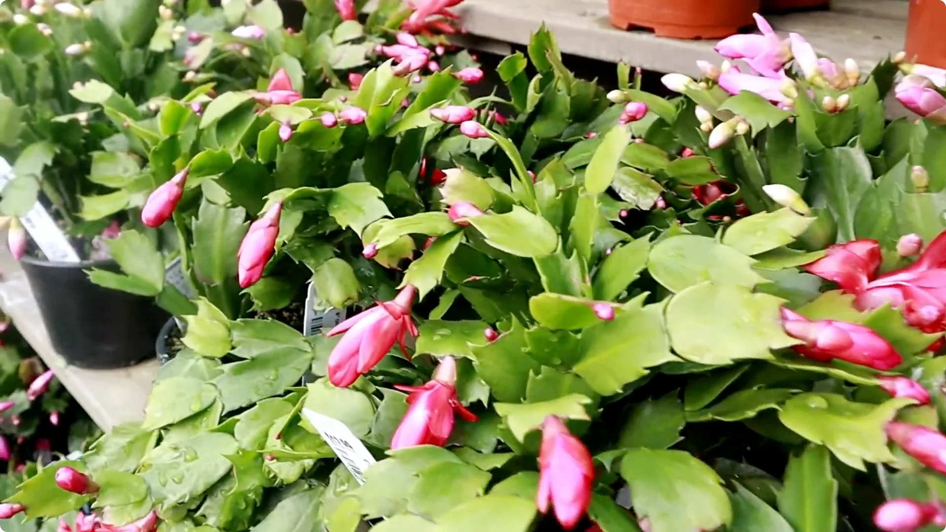 Holiday Cactus Care: Tips to Keep Your Plants Thriving screenshot 11